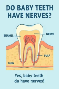 Do Baby Teeth Have Nerves?
