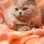 Knitwear for Baby Cat Paw