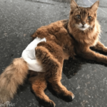 Can Cats Wear Diapers