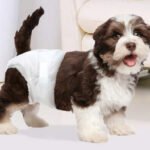 Can Dog Diapers Cause Uti