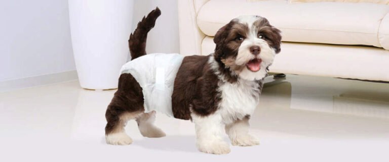 Can Dog Diapers Cause Uti