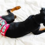 Can Dogs Wear Diapers