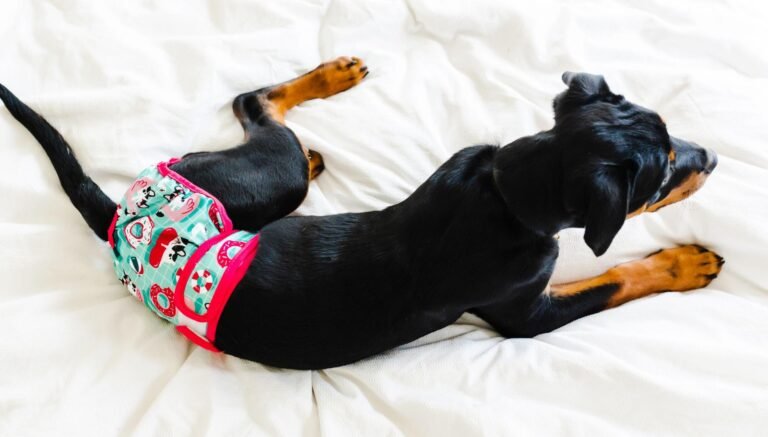 Can Dogs Wear Diapers